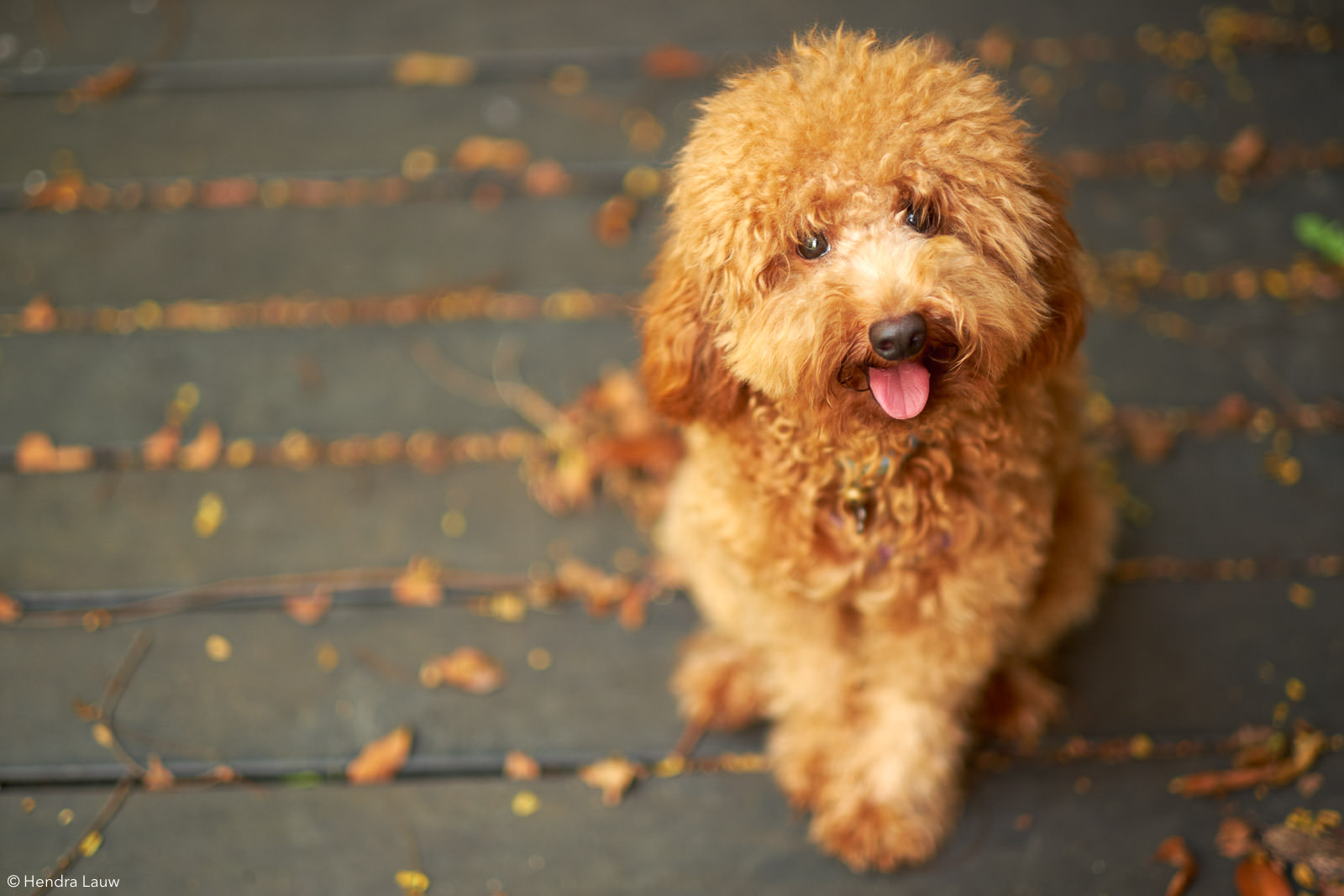 Poodle pet photography in Singapore