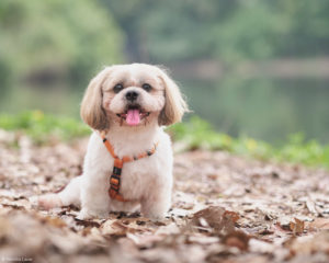 Singapore dog photography