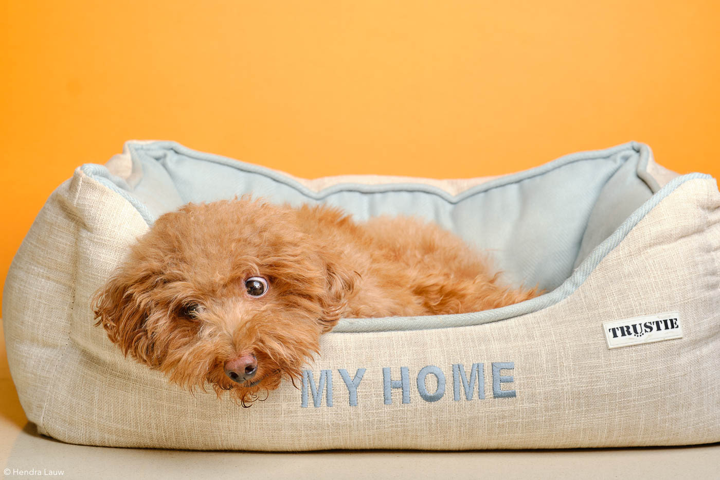 Dog photography at home in Singapore