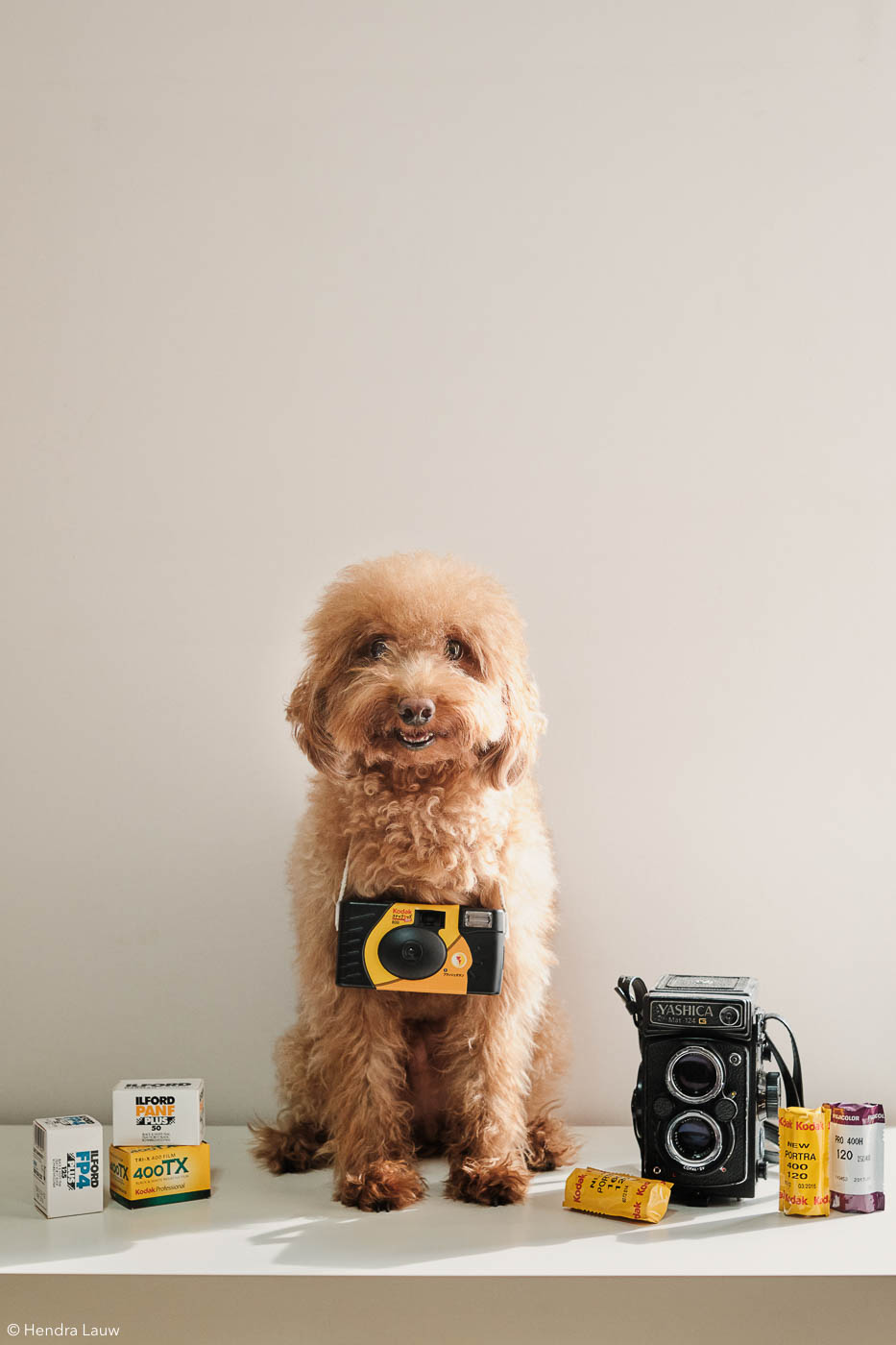 Poodle with camera at home