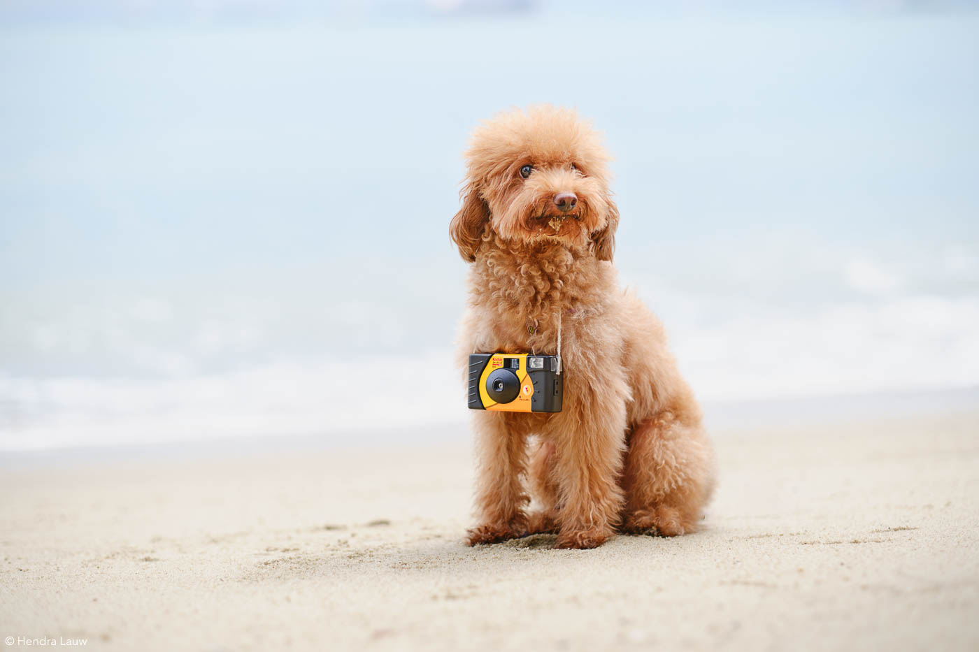 Beach dog photographer in Singapore