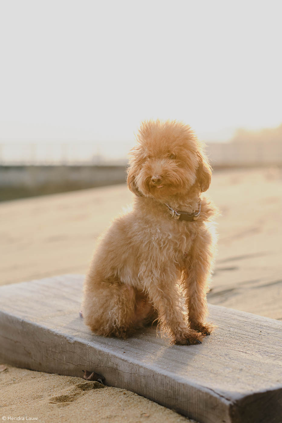 Singapore East Coast Park dog photography at sunset