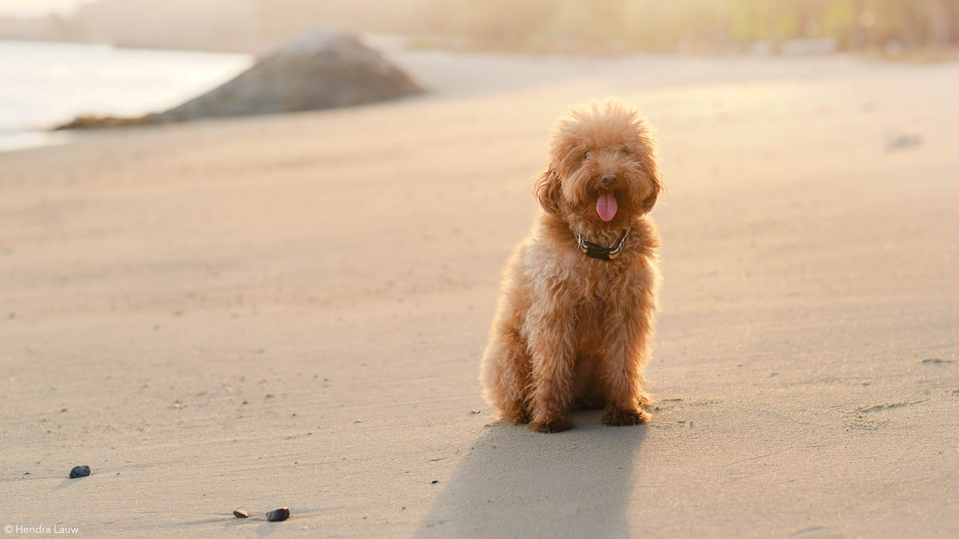 East Coast Beach dog photographer at sunset