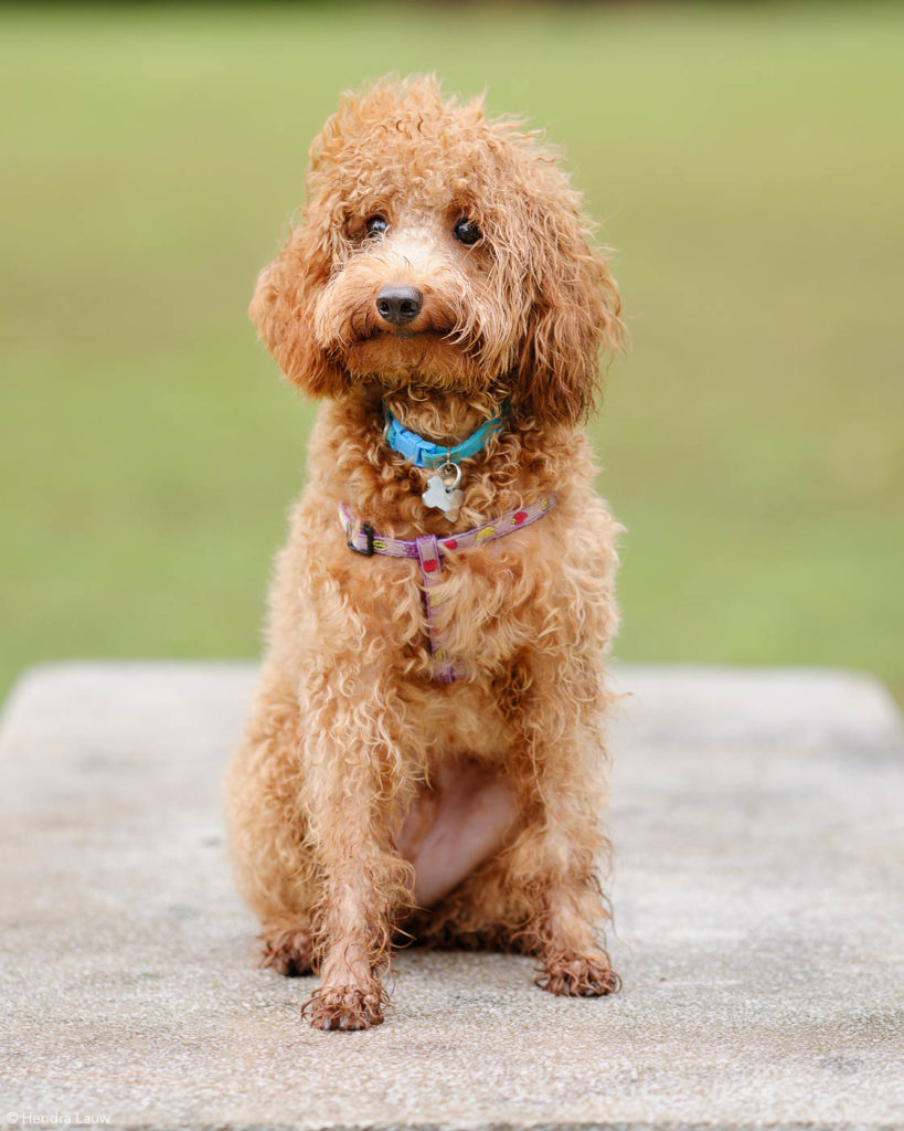 Singapore pet photographer