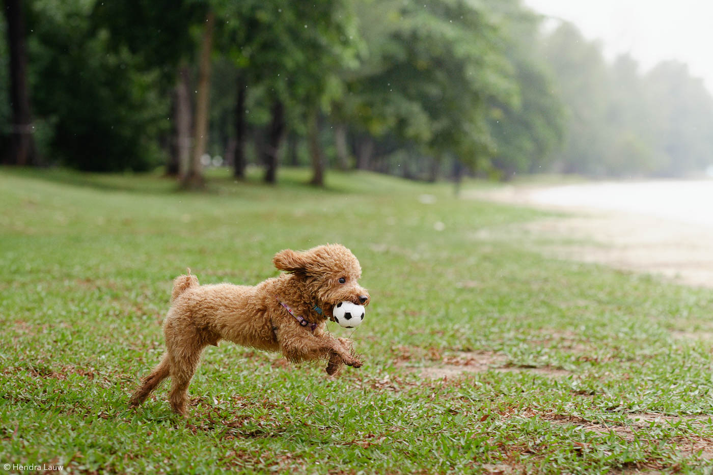 Singapore outdoor pet photographer