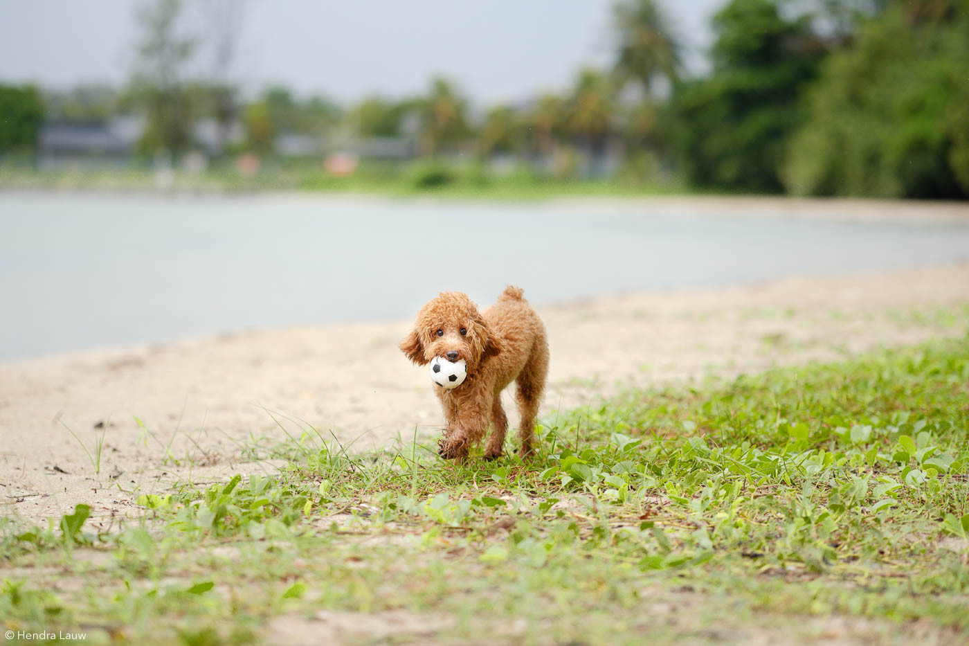 Singapore dog photographer