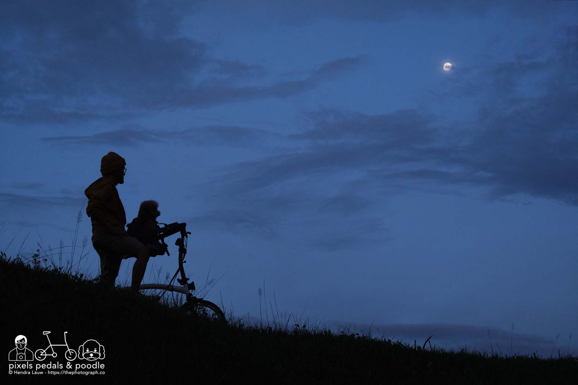 A cyclist and his poodle on a bike at dusk