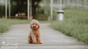 Outdoor dog photography in the park of Singapore