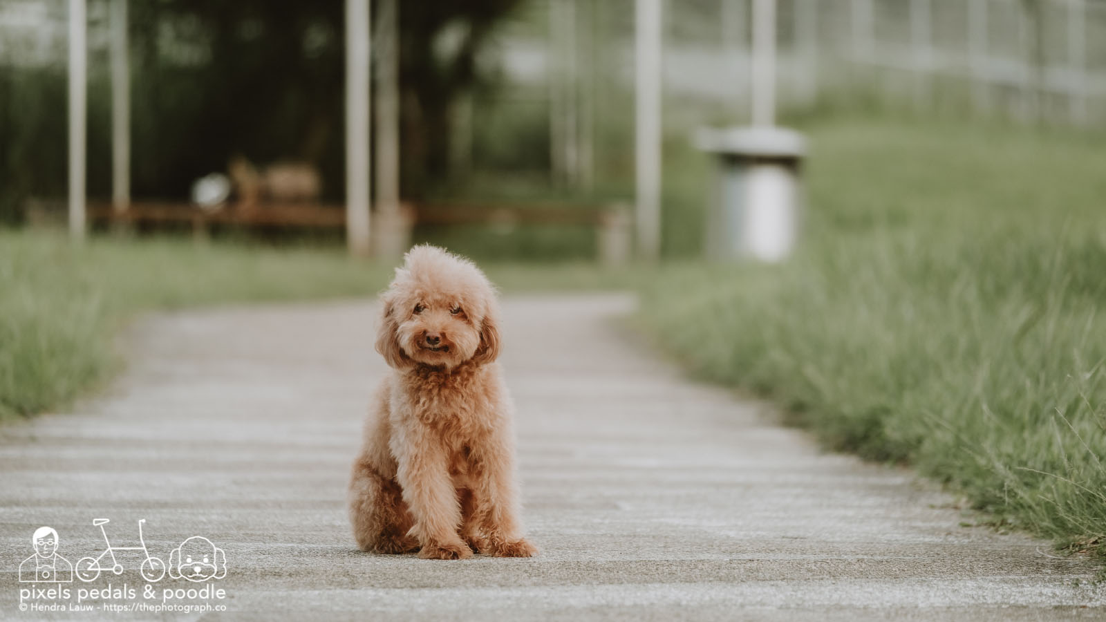 Outdoor dog photography in the park of Singapore