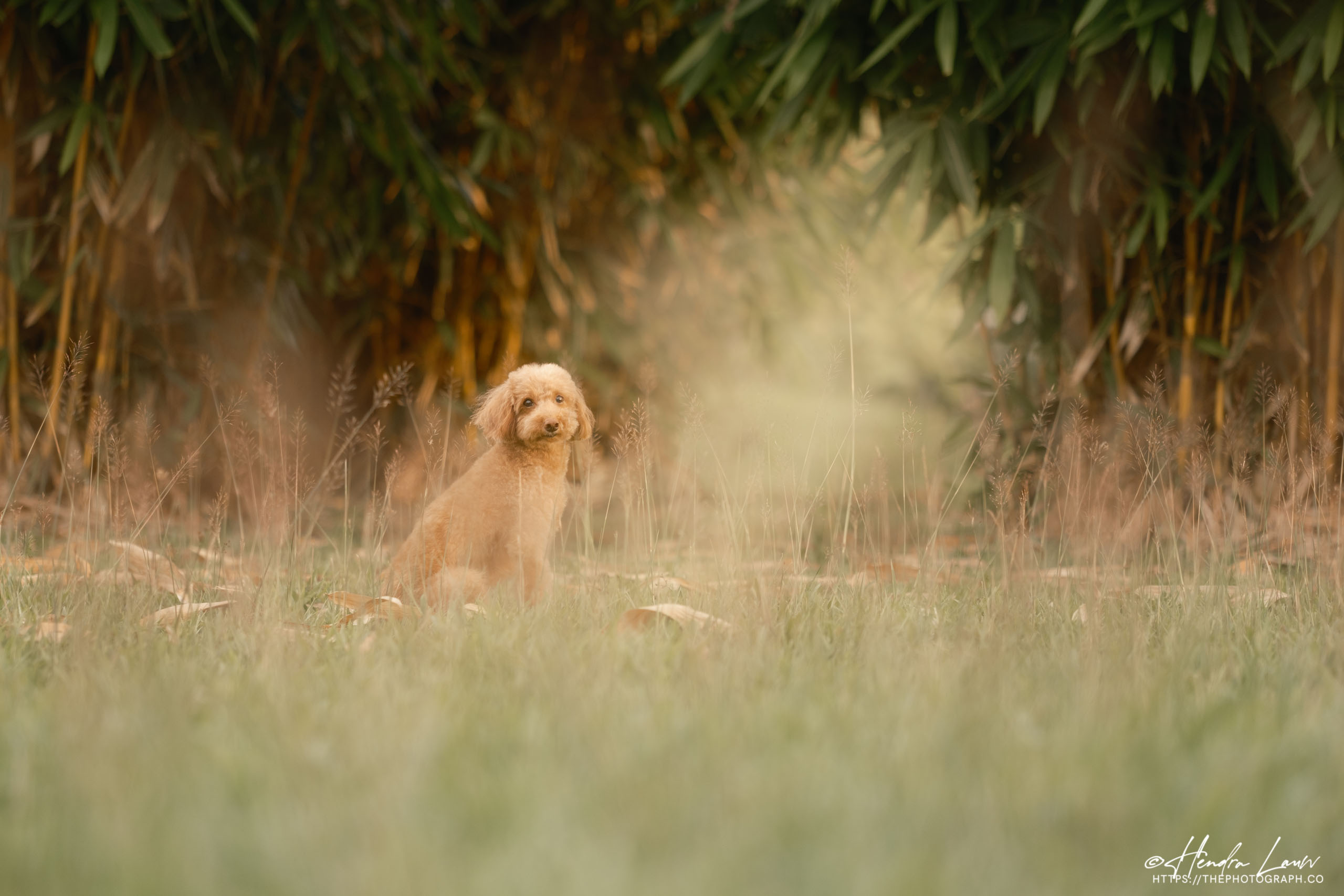 Pet dog photography